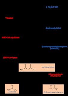 Is Keto Diet Ok for Cholesterol