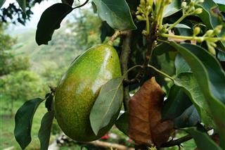 Keto Magnesium and Potassium Supplements