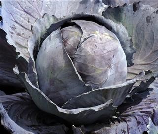 How Much Magnesium Supplement on Keto Diet
