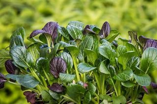 Keto Diet Fat Burning Foods