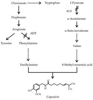 Keto Connect Supplements