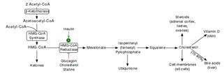 Keto Diet Fat to Protein to Carb Ratio