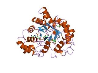 What Protein Shake for Keto Diet
