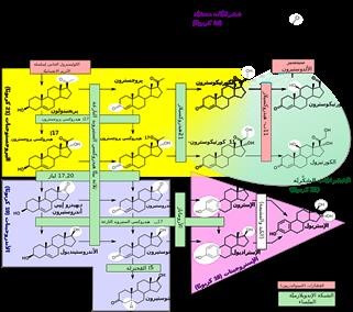 Keto Fit Diet Pills Dragons Den