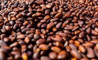 How Safe Is the Keto Diet Pill